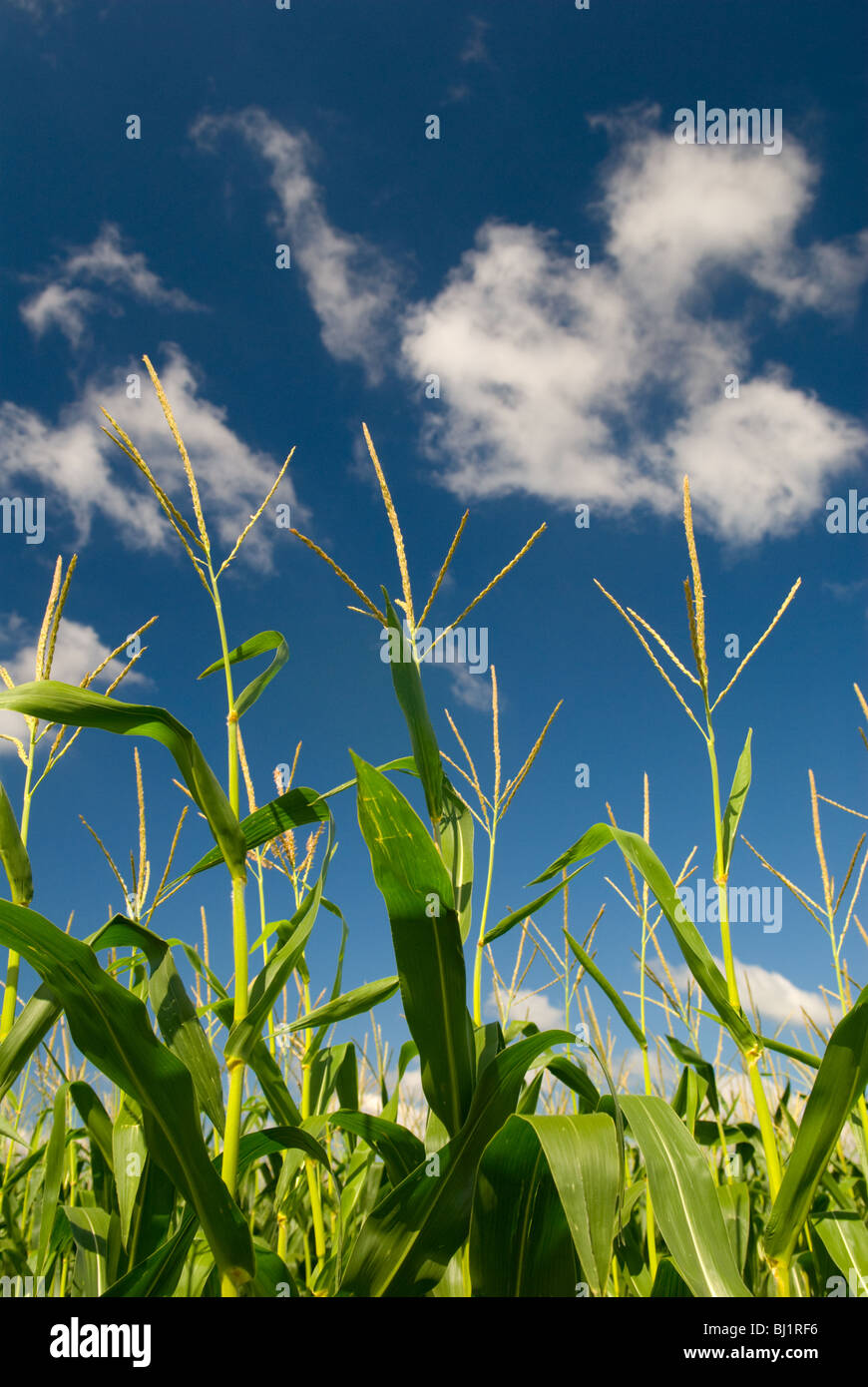 Cornfield in Indiana Stock Photo Alamy