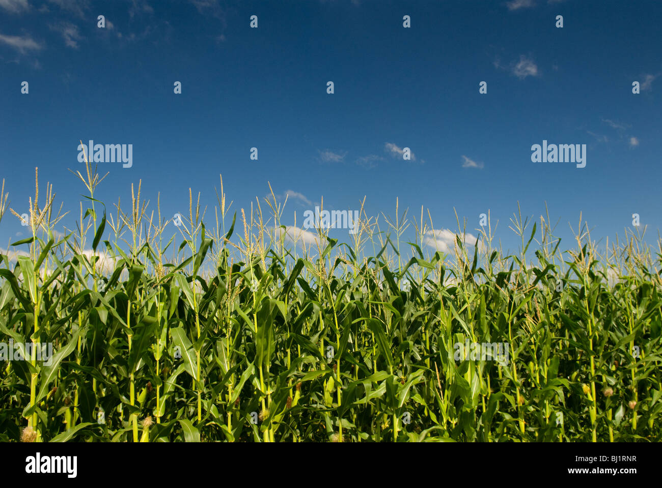 Cornfield in Indiana Stock Photo Alamy