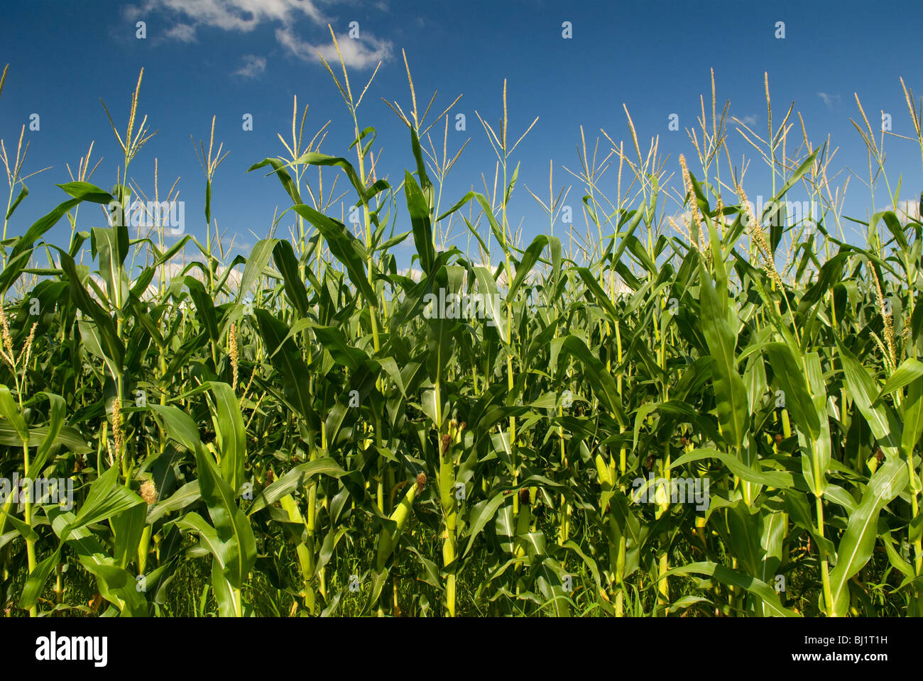 Corn cornstalk hires stock photography and images Alamy