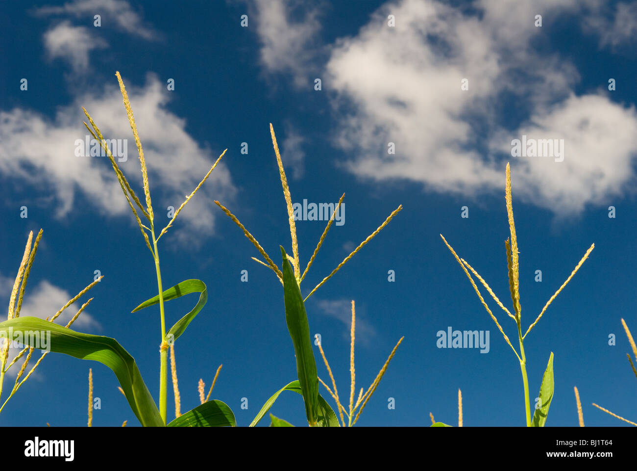 Cornfield In Indiana Corn Tassels For Pollination Stock Photo Alamy
