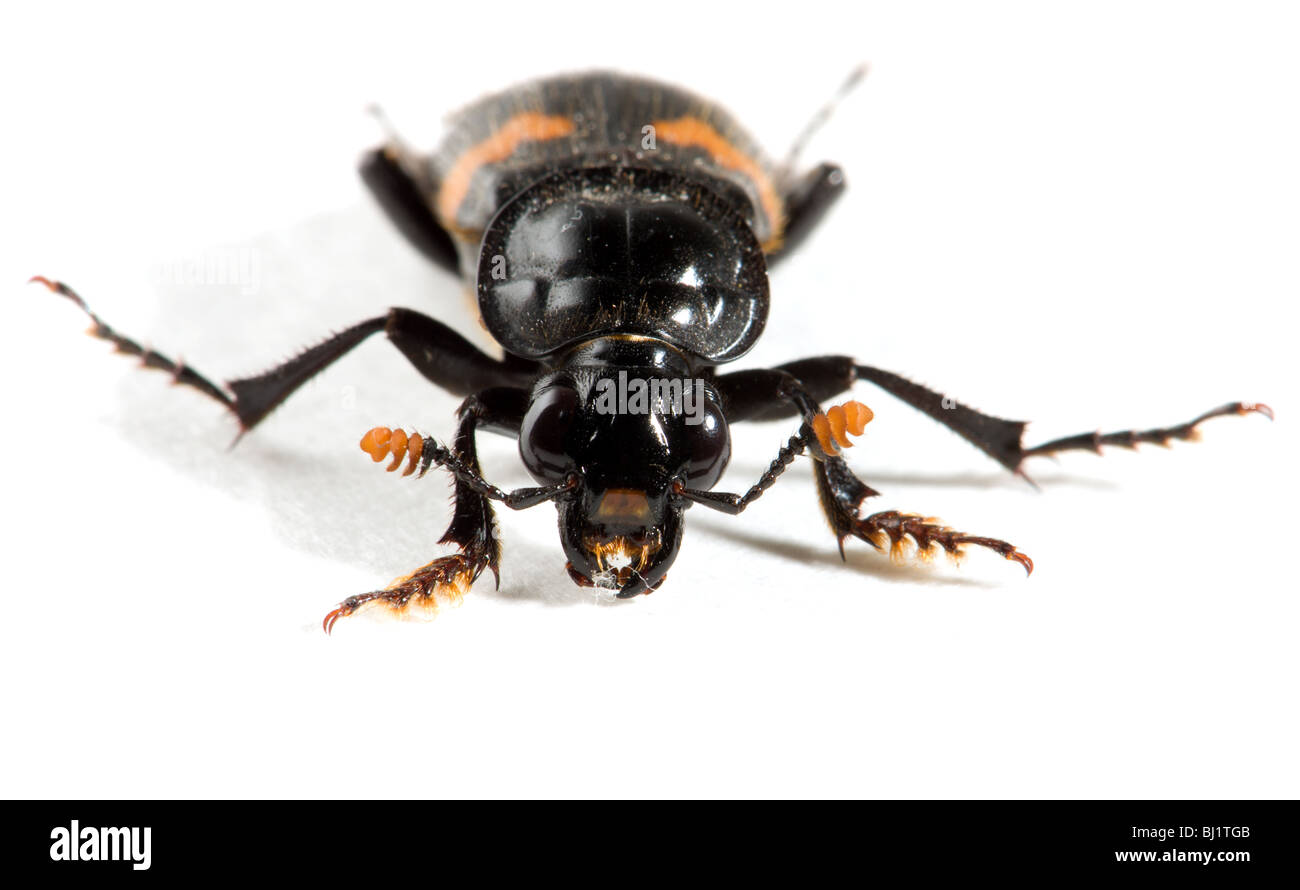 front view of a black and orange burying beetle Stock Photo