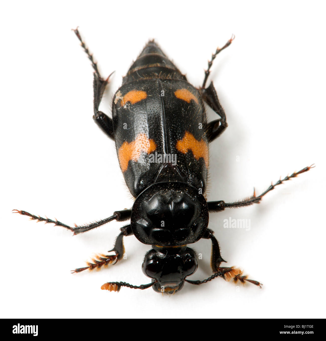 top view of a black and orange burying beetle Stock Photo