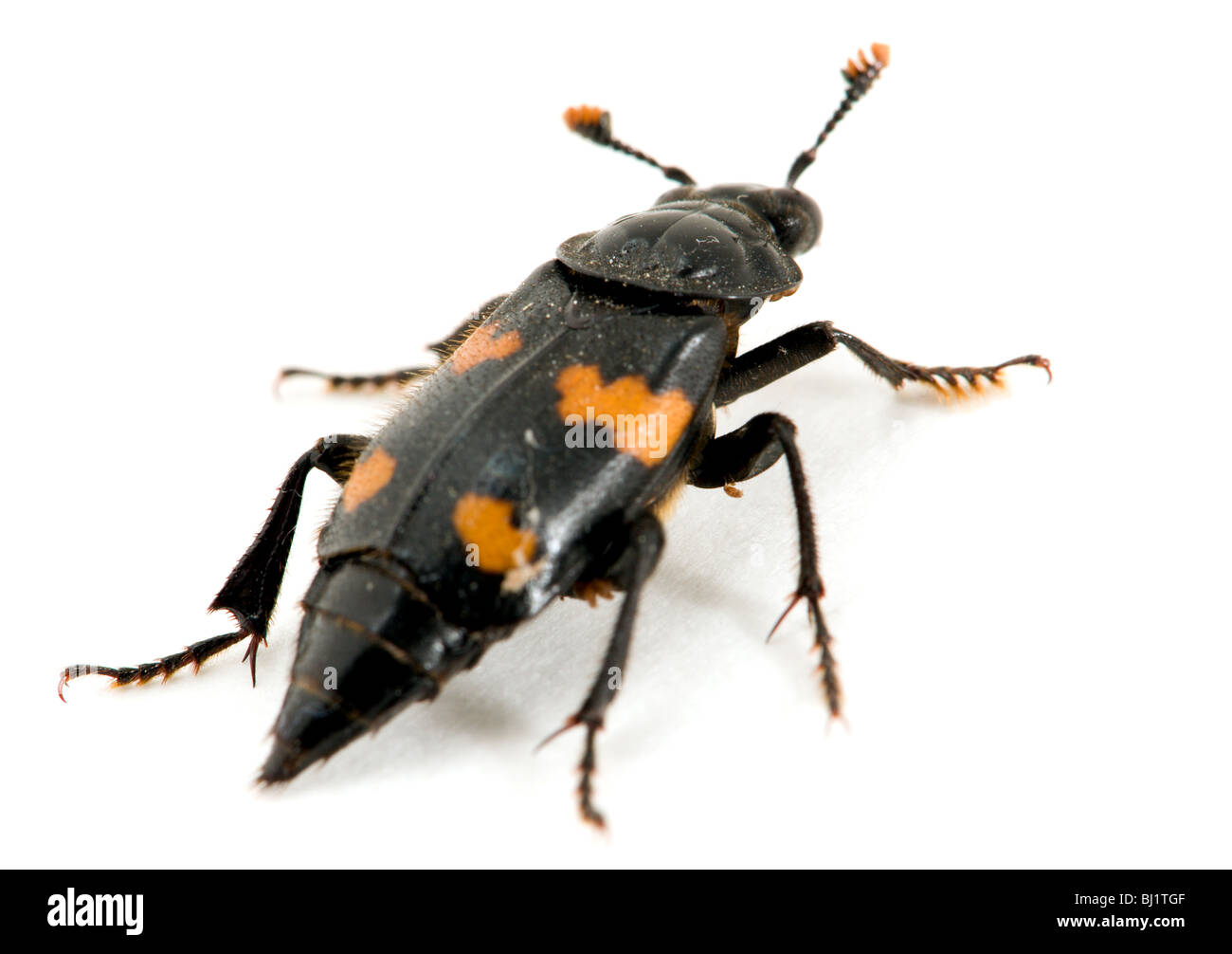Back view of a black and orange burying beetle Stock Photo
