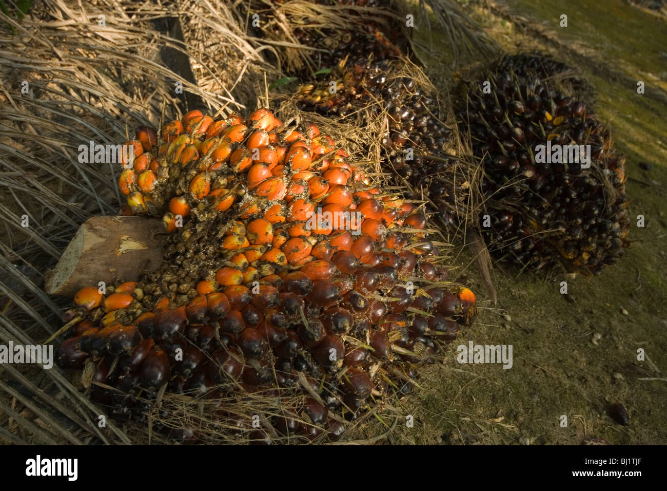 Newly harvested oil palm nuts on the ground in an oil palm plantation