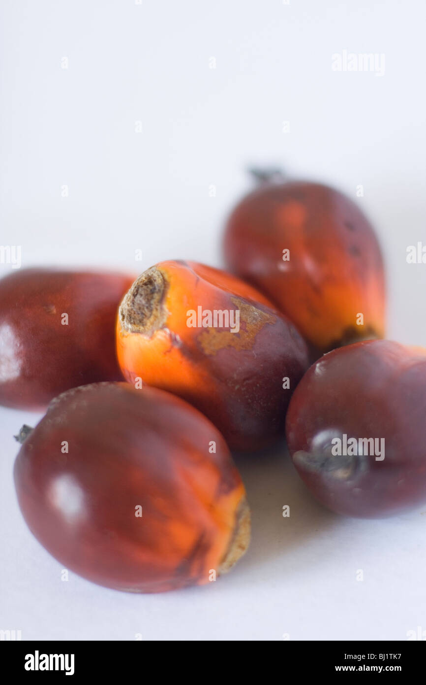 Oil palm nuts Stock Photo Alamy