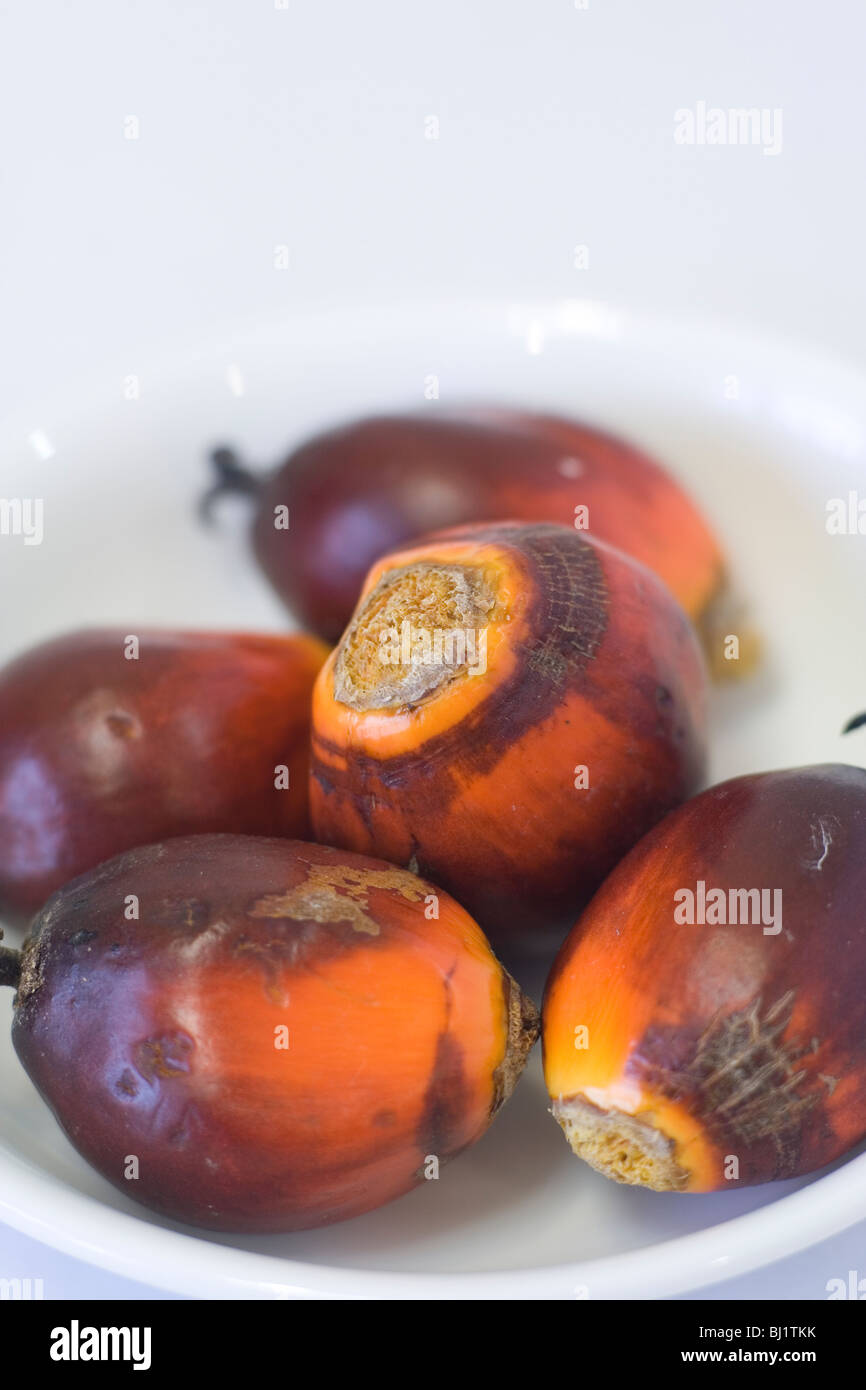 Oil palm nuts Stock Photo Alamy