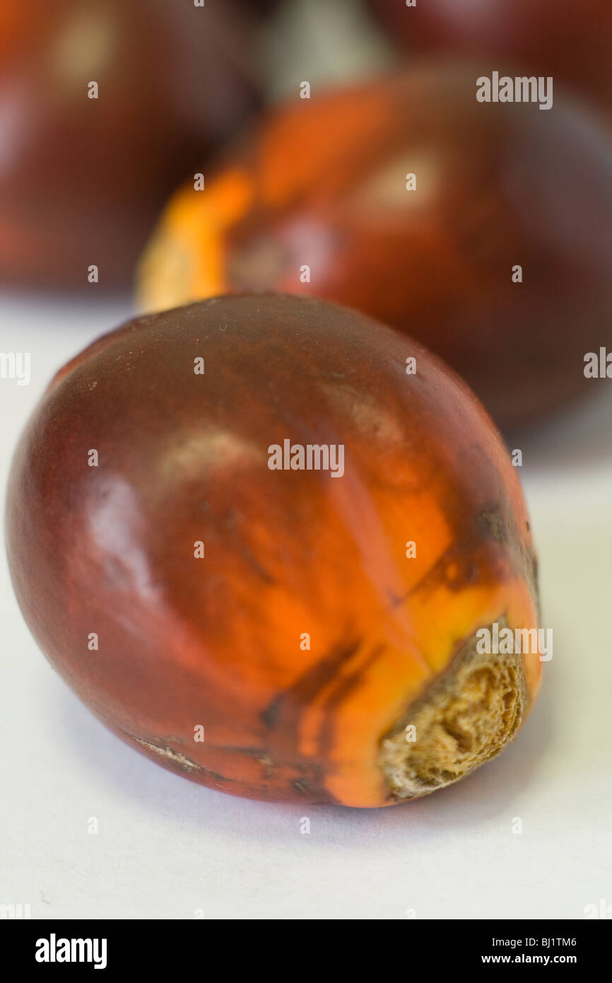 Oil palm nuts Stock Photo Alamy