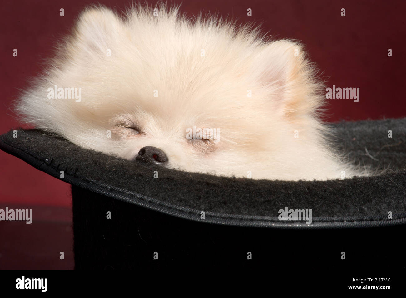 Pomeranian Puppy Sleeping High Resolution Stock Photography And Images Alamy