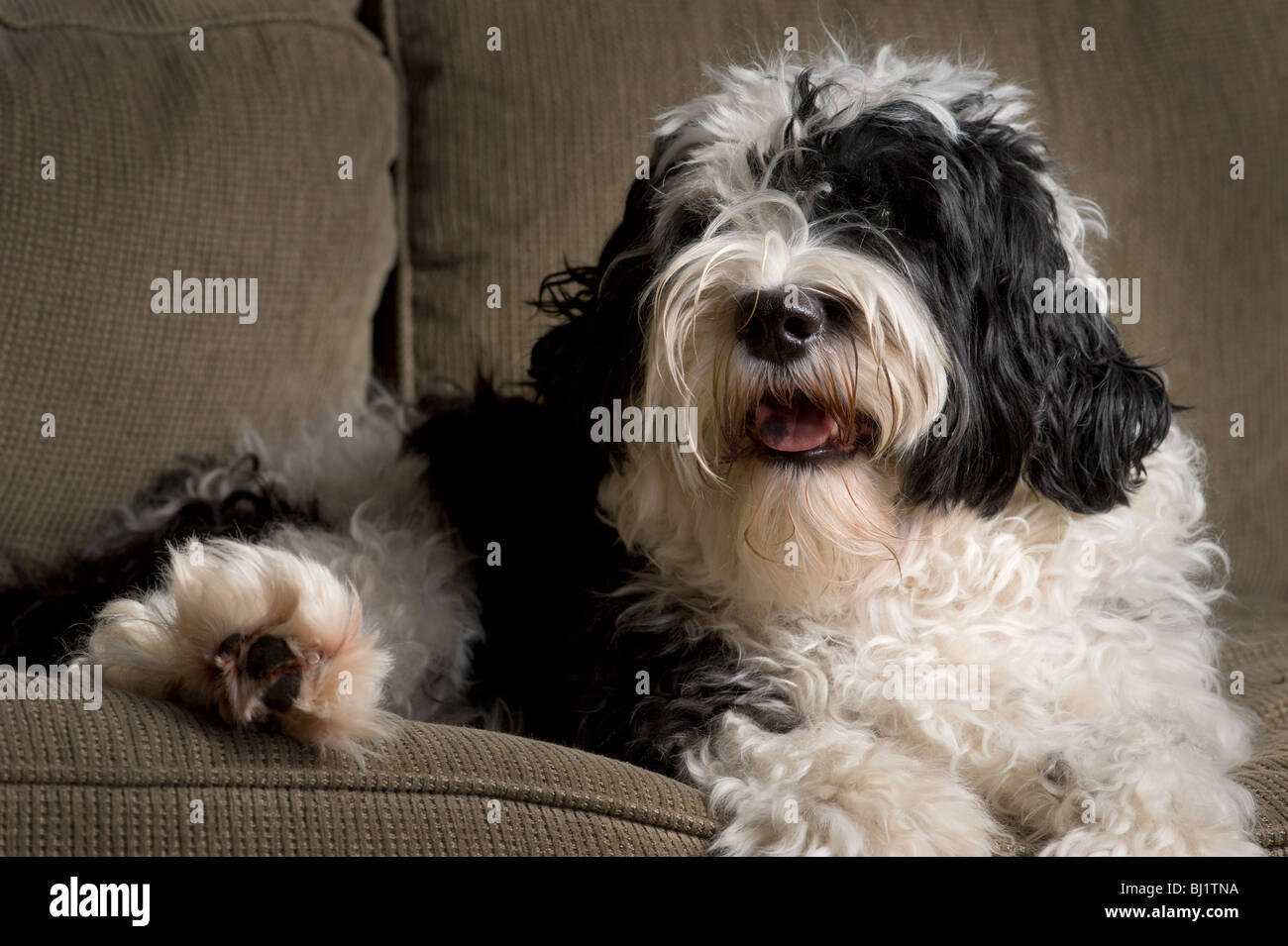fluffy black and white dogs