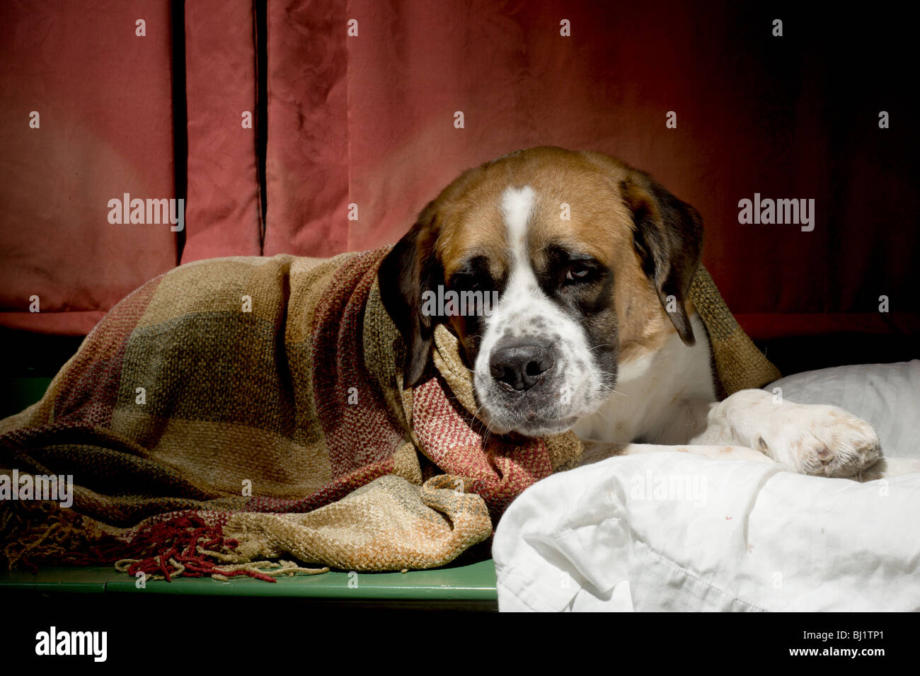 St bernard dog sleeping with a pillow and blanket Stock Photo Alamy