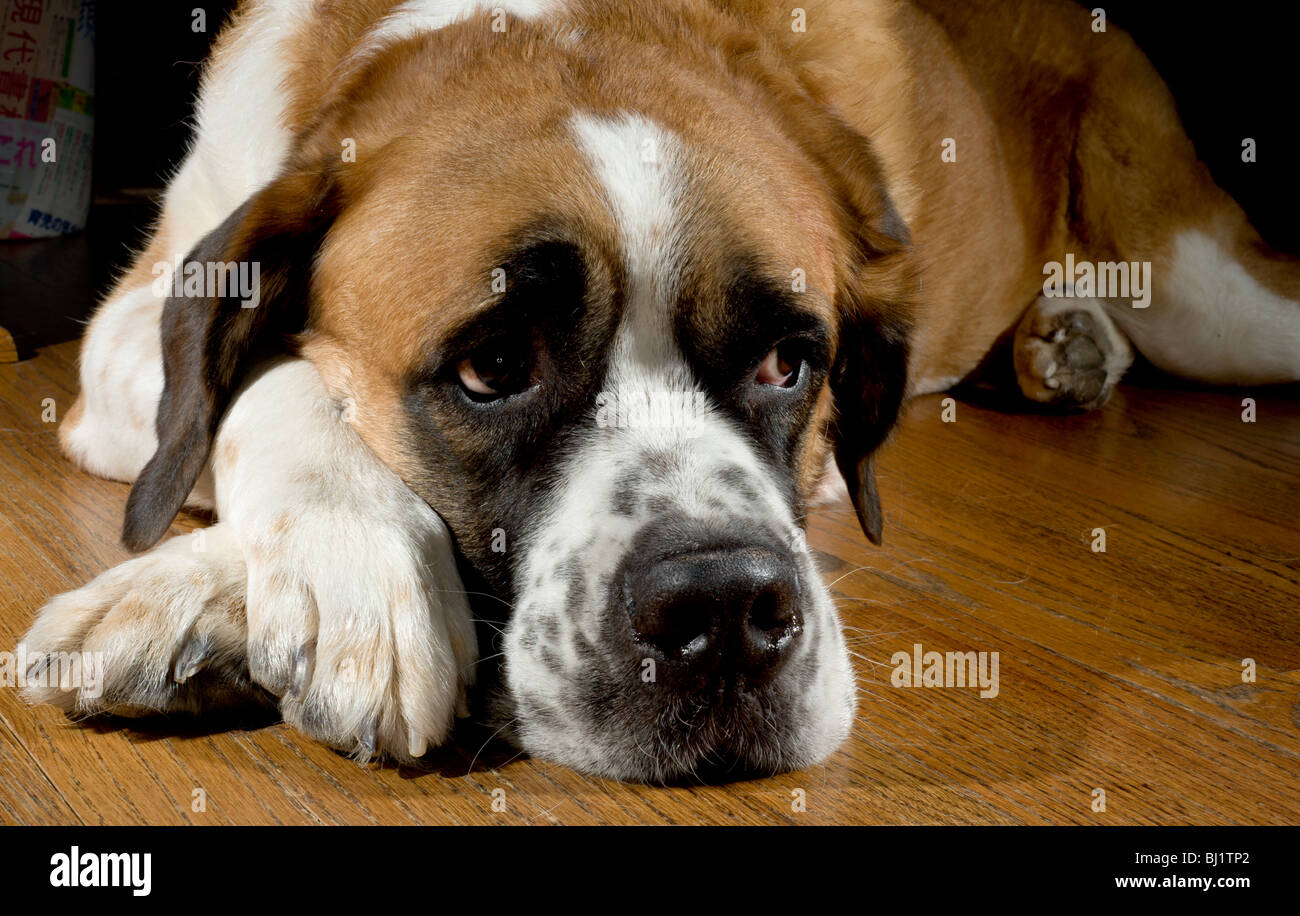 Close Up Portrait Of A Short Haired Saint Bernard Dog Sleeping On