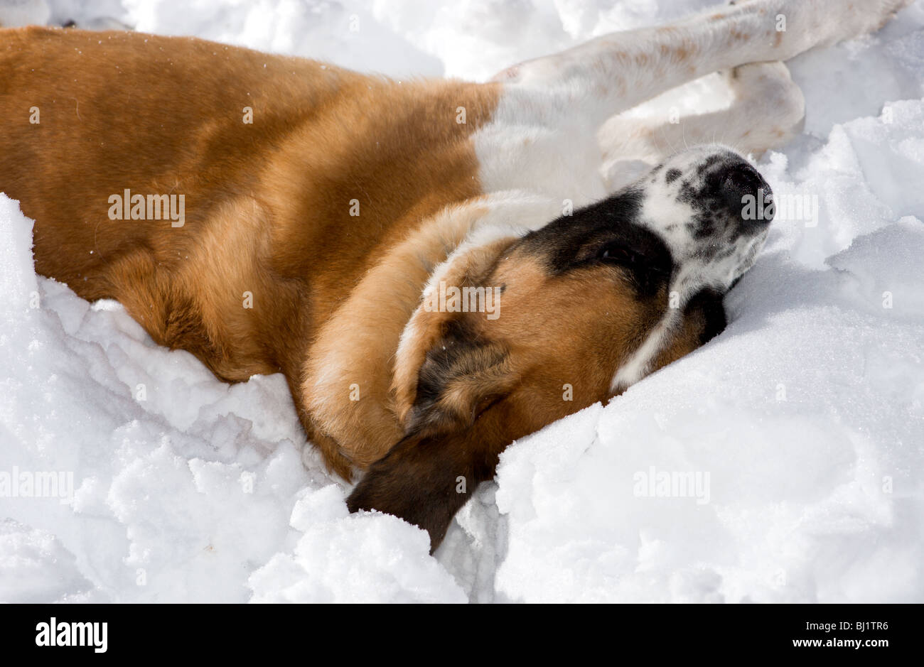 Short Haired St Bernard Lying In The Snow Stock Photo 28315594