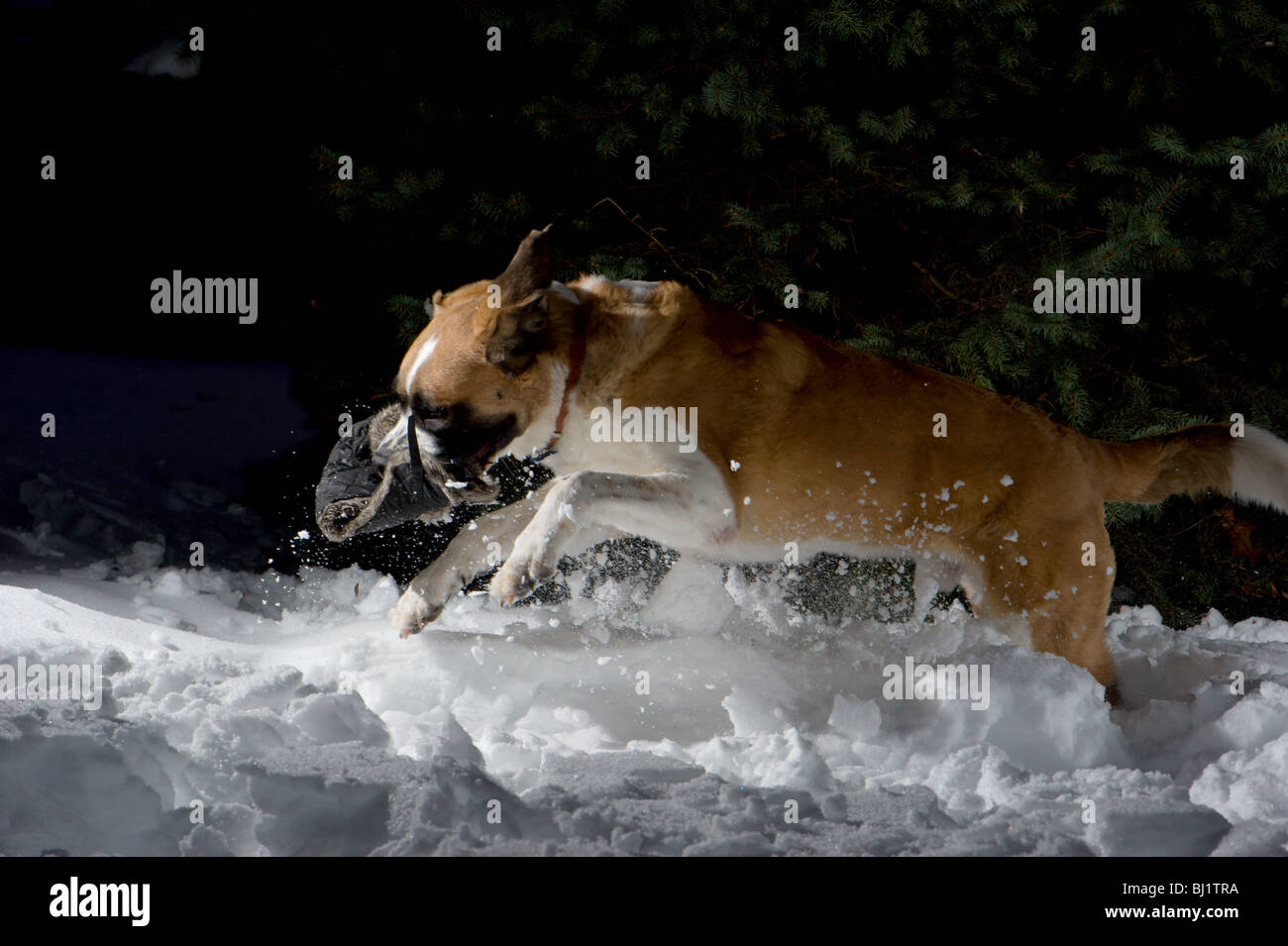 Short Haired St Bernard Playing Fetch With A Hat In The Snow Stock