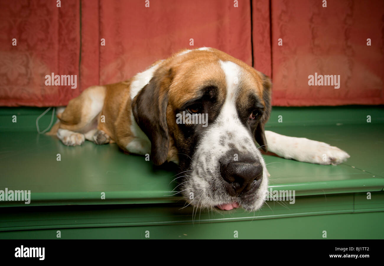 Wide Angle Shot Of A Short Haired St Bernard With His Tongue