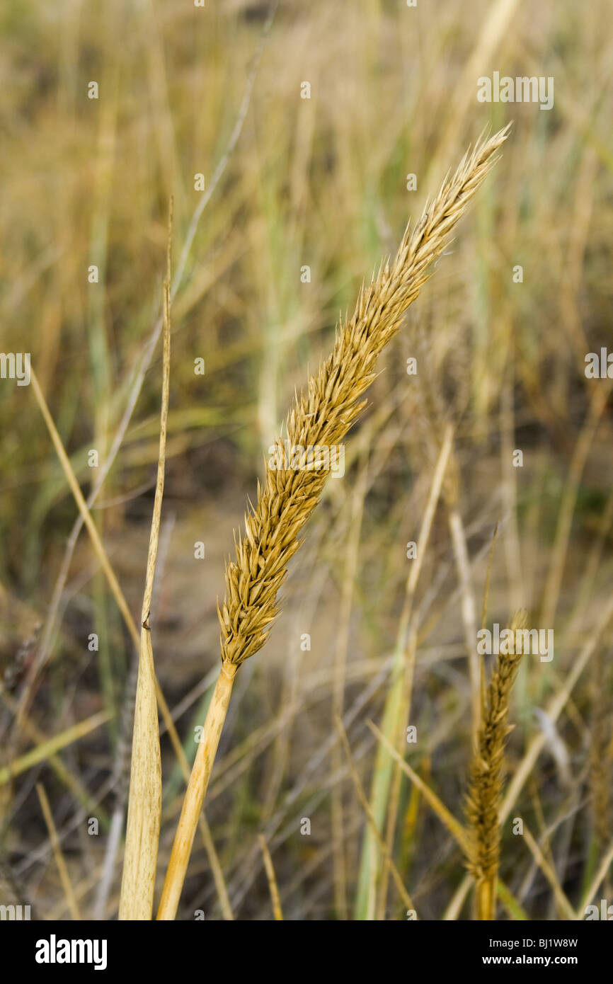 The ear of grass at summer in Kazakhstan Stock Photo