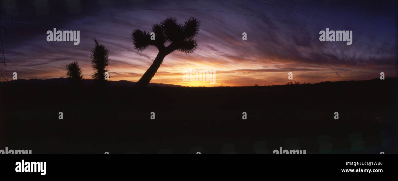 Visit joshua tree hi-res stock photography and images - Alamy