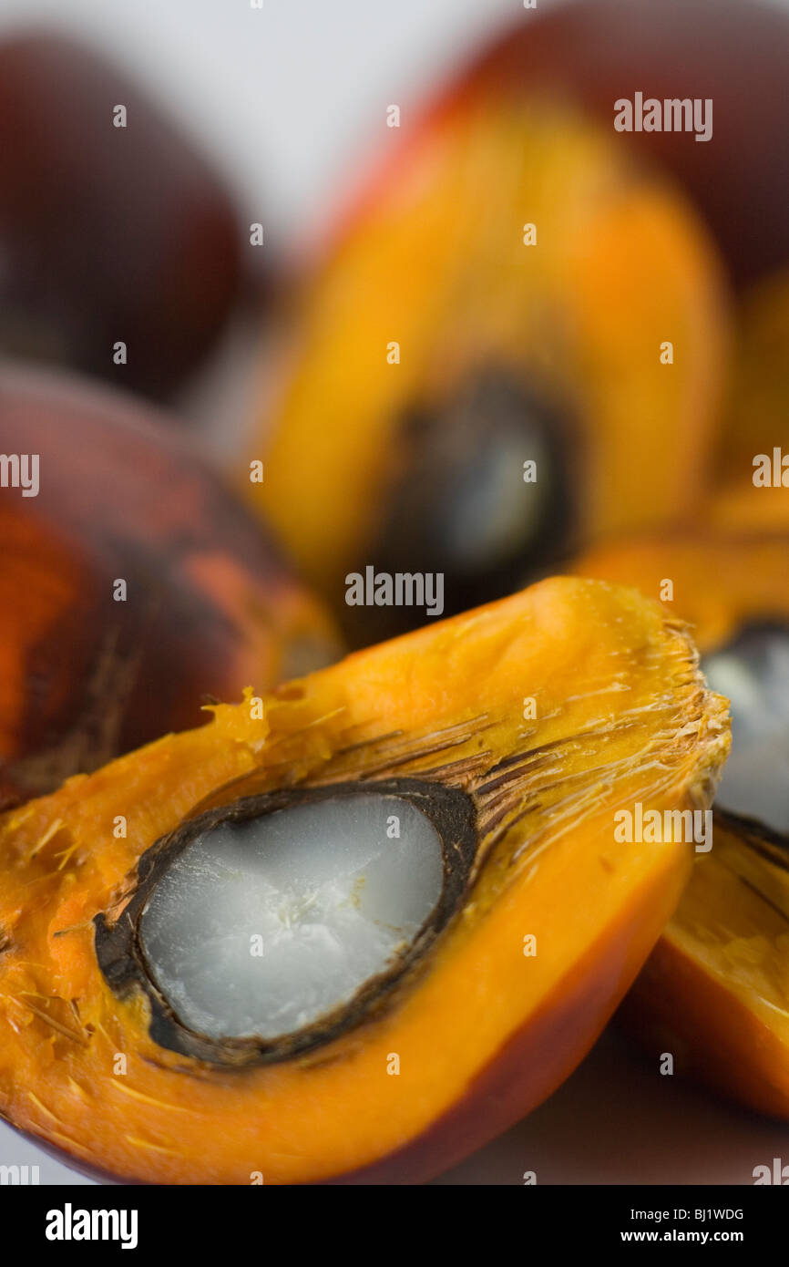 Oil palm nuts split open showing the white kernel Stock Photo Alamy