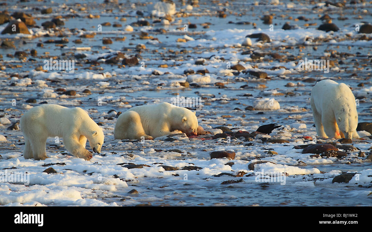 Polar bear, Ursus maritimus, which means 'sea bear' with a seal kill. Stock Photo