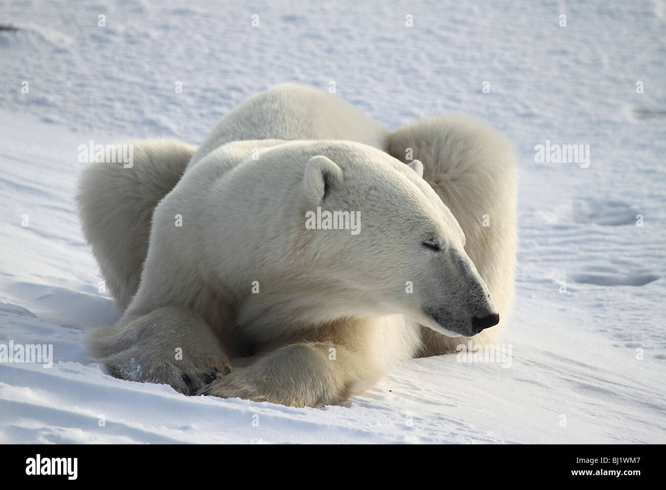 Polar Bear Male resting on the Tundra. Stock Photo