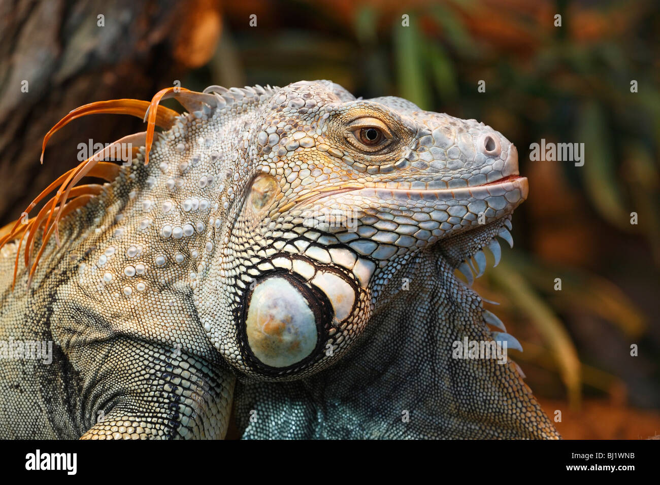 Green Iguana, Latin: Iguana iguana Stock Photo