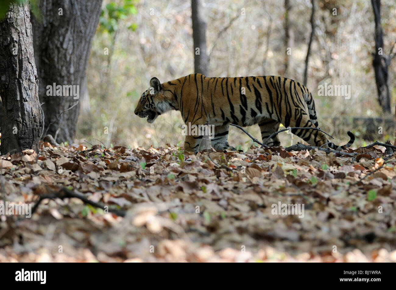 Bengal Tiger Cub Walking through the forest floor filled with leaves, shot in bandhavgarh tiger reserve, India Stock Photo