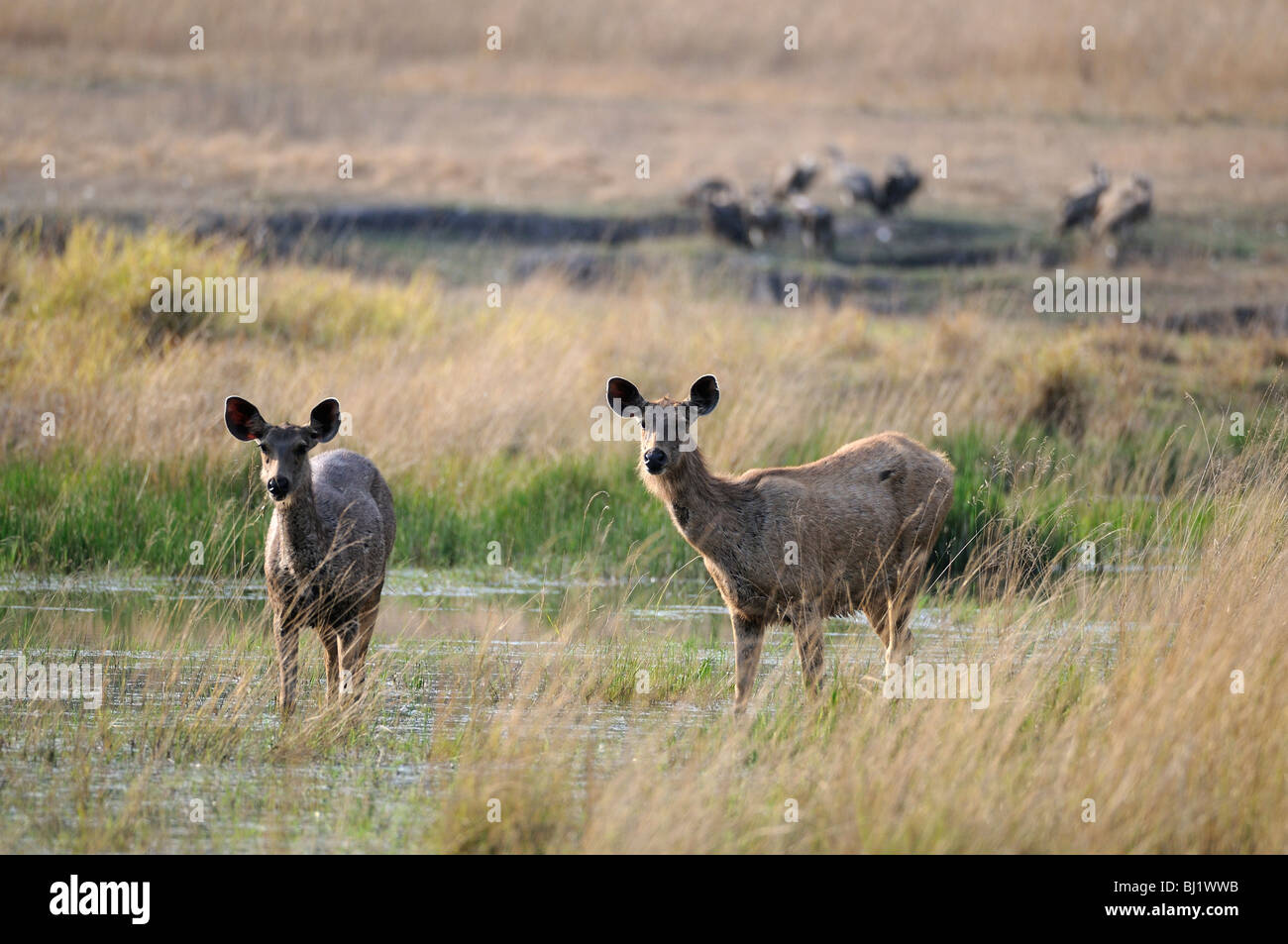 Sambar Deers in water while a group of vultures feed in the background, shot in bandhavgarh tiger reserve, India Stock Photo