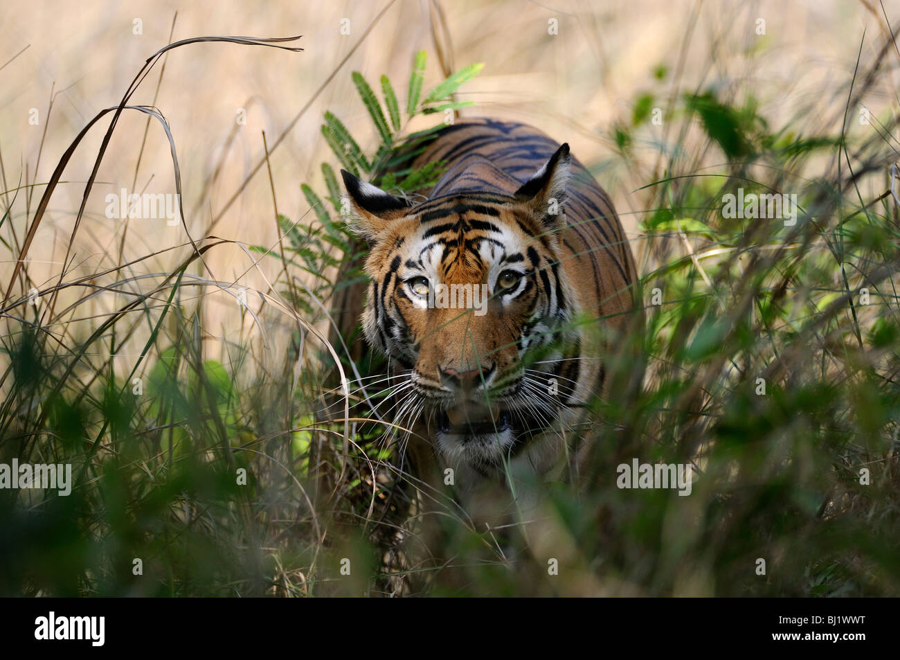 Bengal tigress gets close while crossing the jungle road, shot in bandhavgarh tiger reserve, India Stock Photo