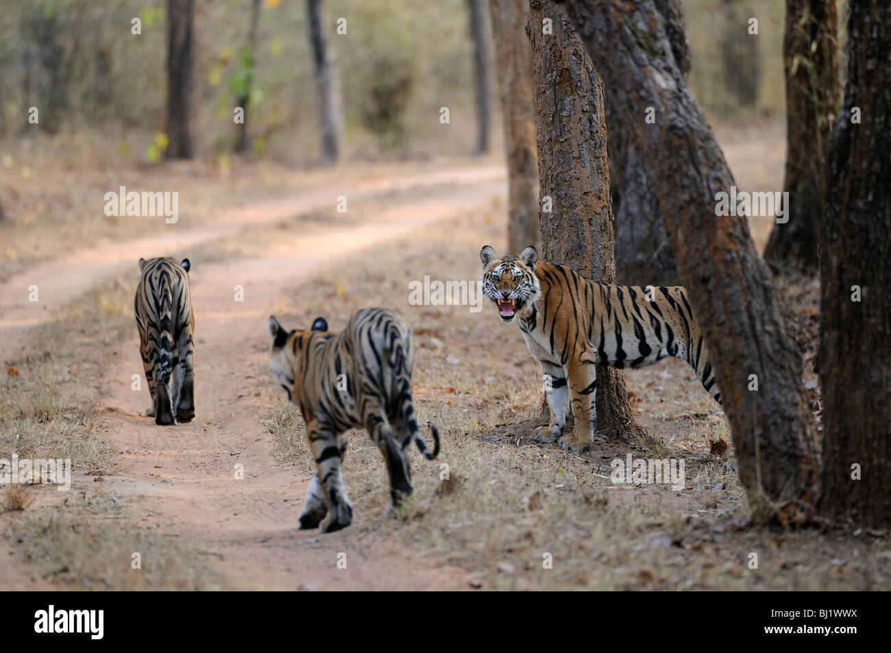 Growling Tiger High Resolution Stock Photography and Images - Alamy
