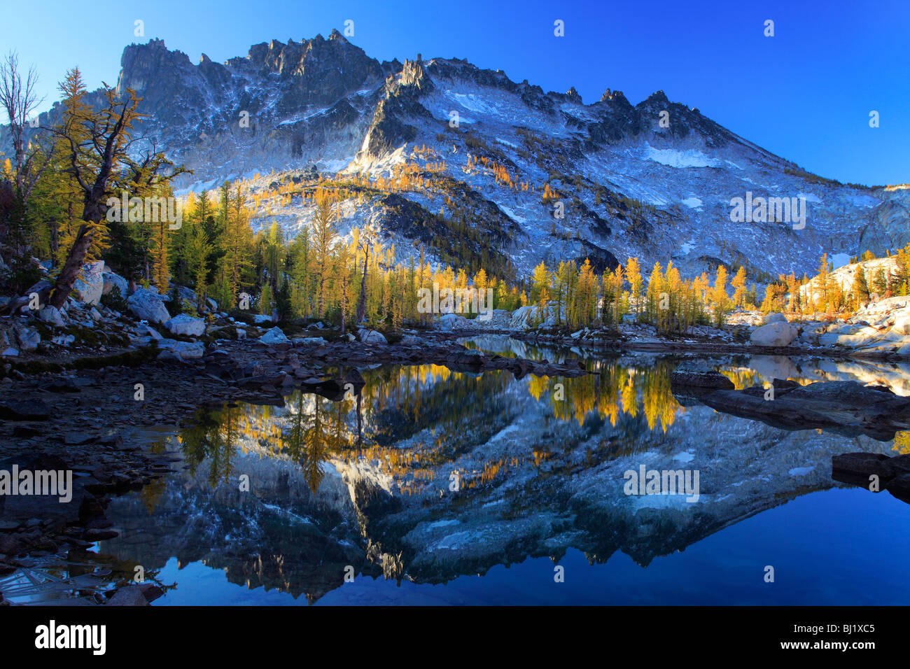 Larch trees at Leprechaun Lake in the Enchantment Lakes wilderness in ...