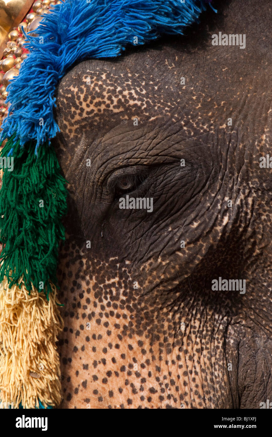India, Kerala, Adoor, Sree Parthasarathy temple, Gajamela festival, tear falling from eye of caparisoned elephant in ritual Stock Photo