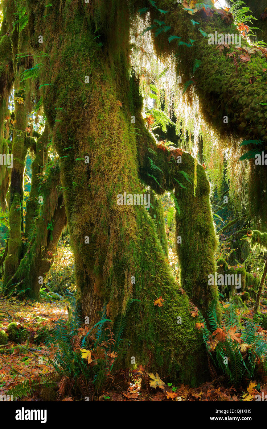 Hoh Rainforest in Olympic National Park, in autumn Stock Photo