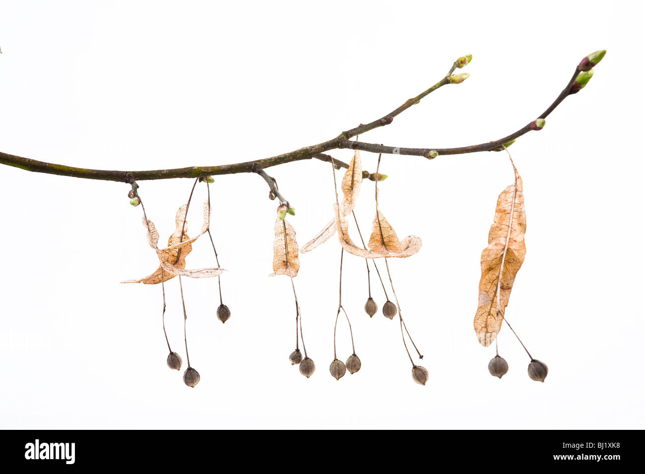 limes limb in springlike Stock Photo