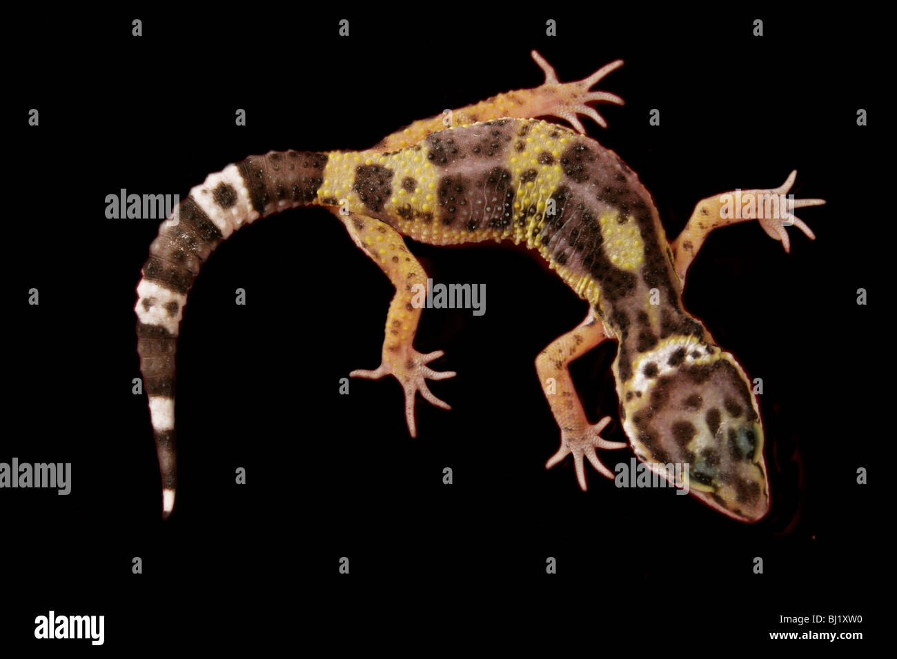 eopard gecko (Eublepharis macularius) Stock Photo