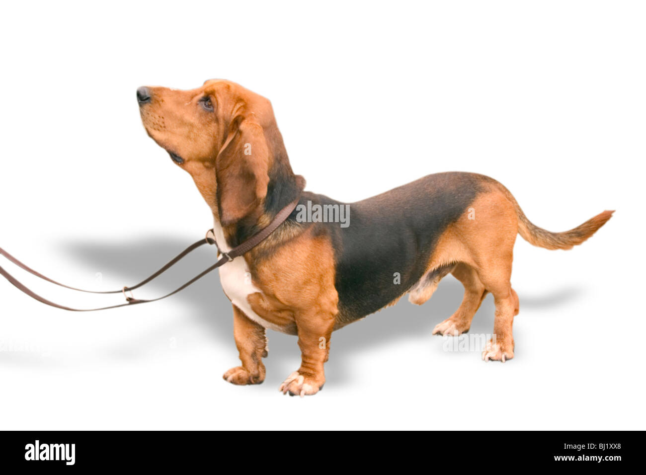 The most faithful animal Cut Out Stock Images & Pictures - Alamy The most faithful animal Cut Out Stock Images & Pictures - Alamy