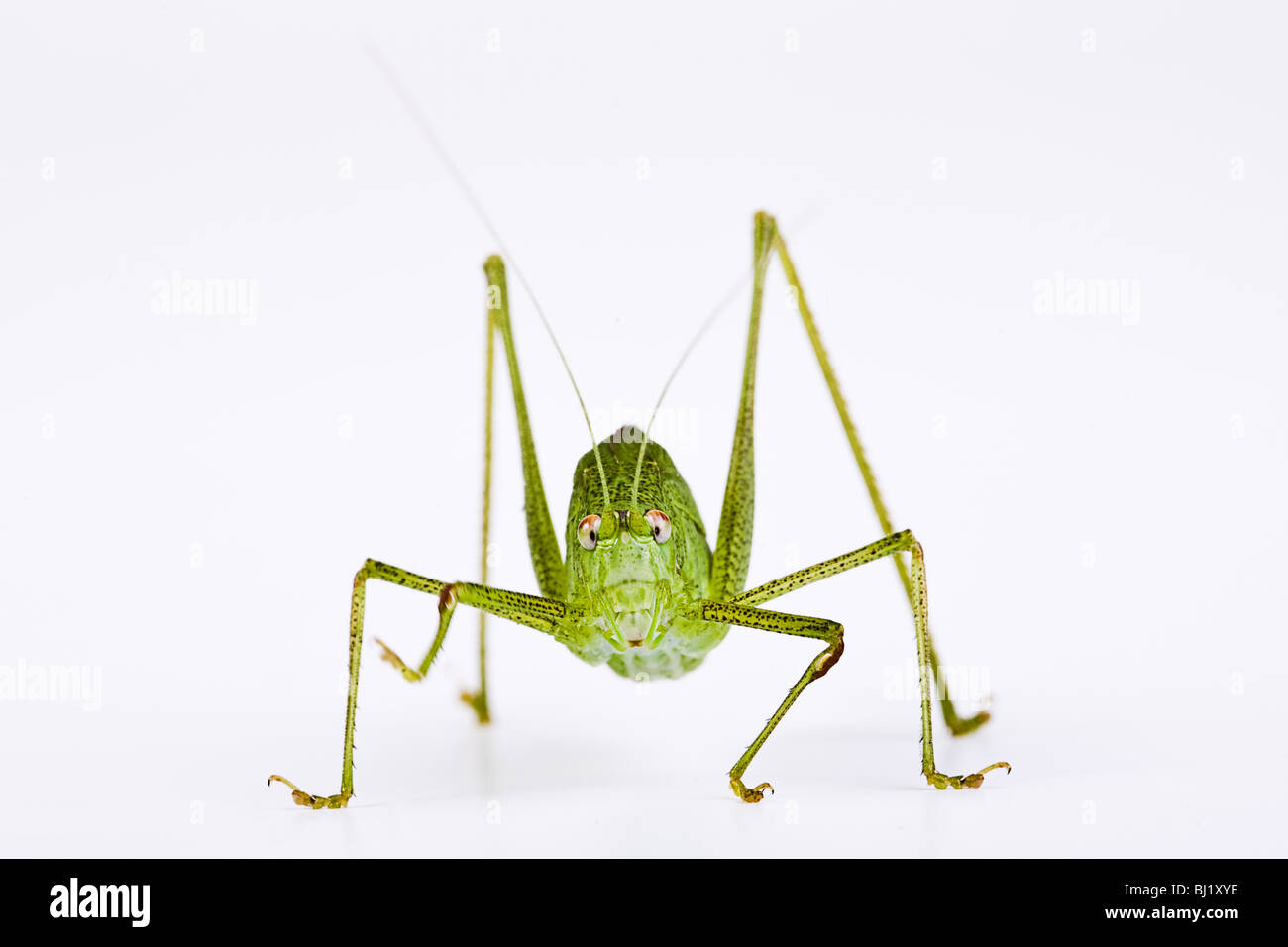 Sickle-Bearing Bush-Cricket (Phaneroptera falcata) Stock Photo
