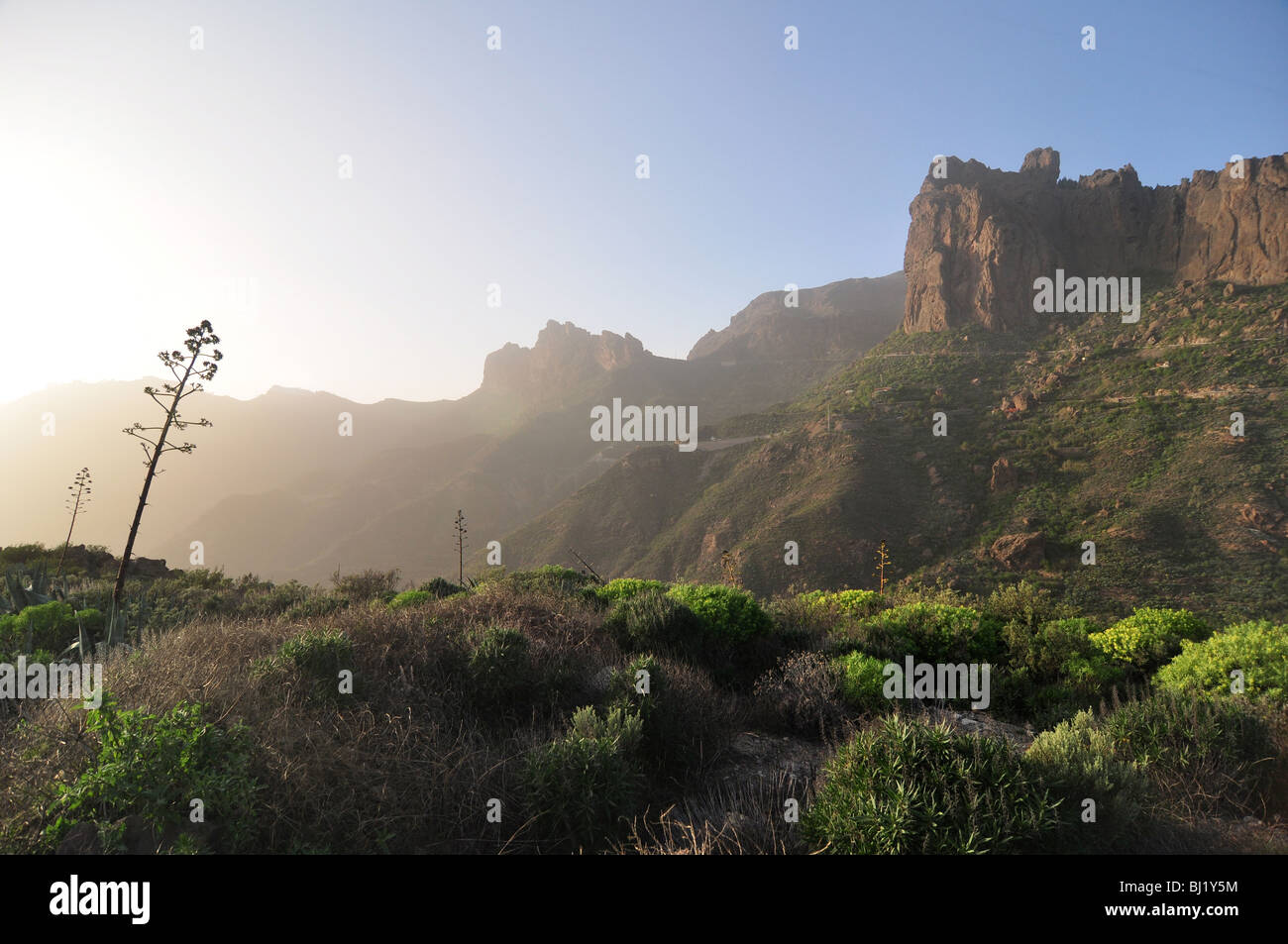 In the central canary Island there are many cactus known as blue agave or tequila agave Stock Photo