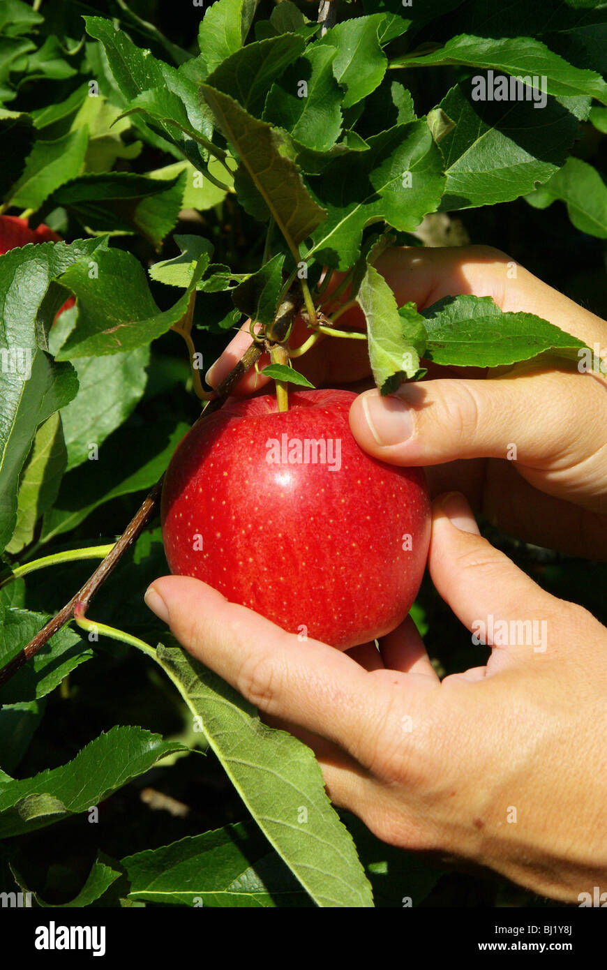 Apfel Ernten Apple Harvest 02 Stock Photo 28317538 Alamy
