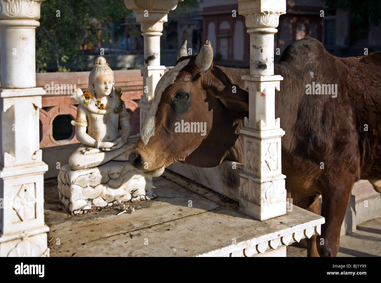 Holy cow and Shiva statue. Hindu shrine. Kolayat (near Bikaner). Rajasthan. India Stock Photo