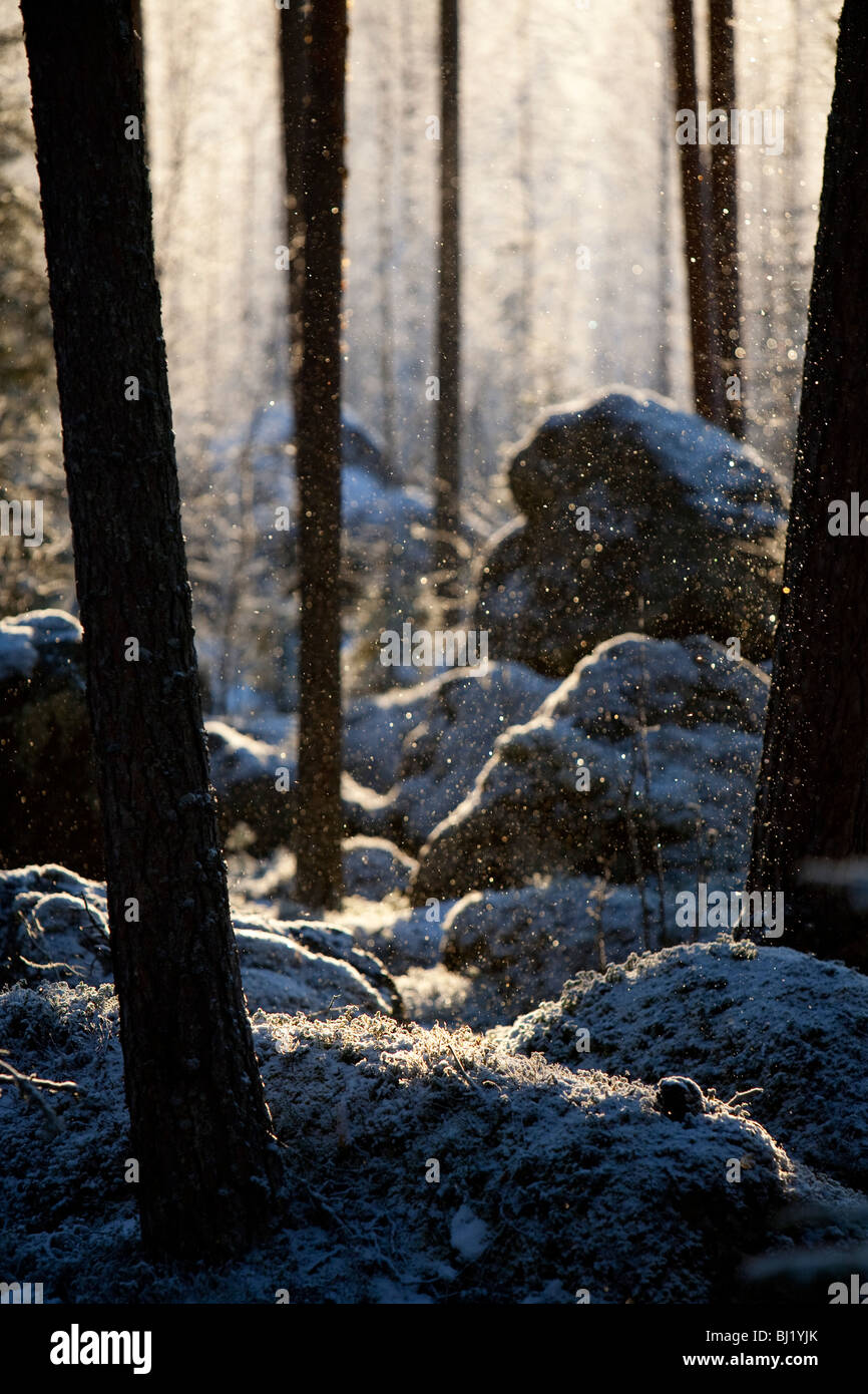 View of rocky Finnish pine taiga forest ( pinus sylvestris ) at Winter ...