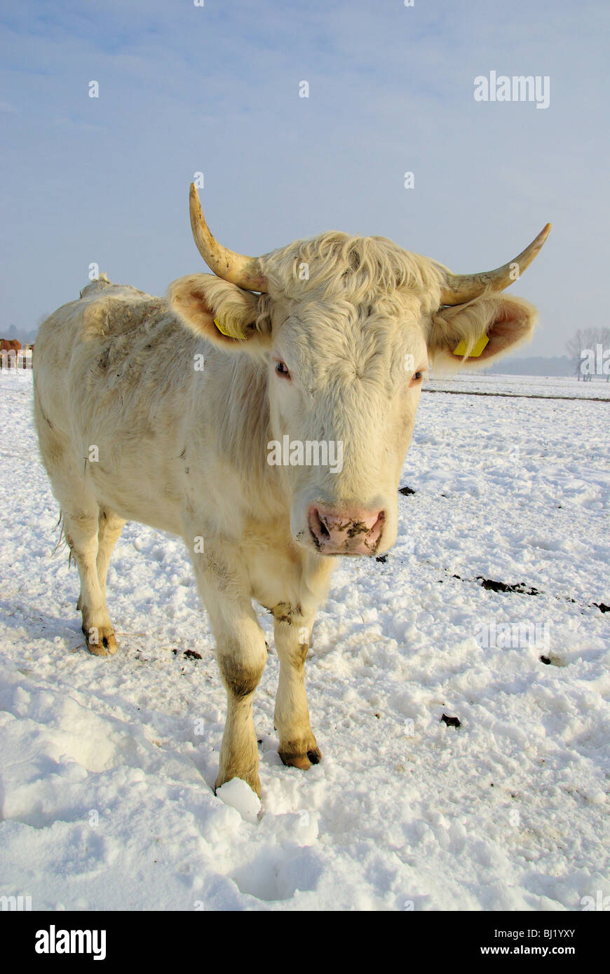 Rind - cow 50 Stock Photo