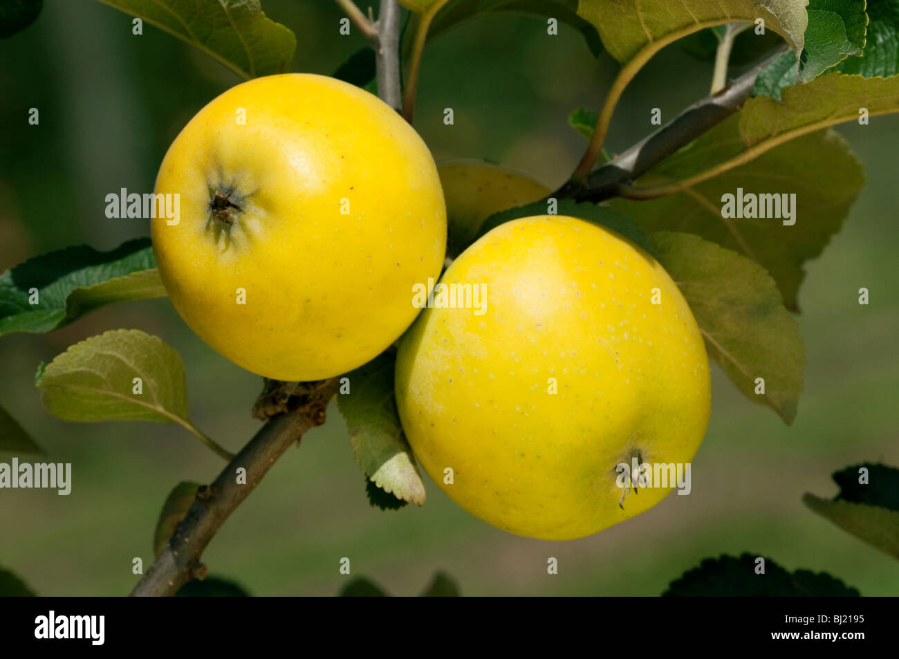 Domestic Apple (Malus domestica), variety: Ananasrenette, apples on a tree. Stock Photo