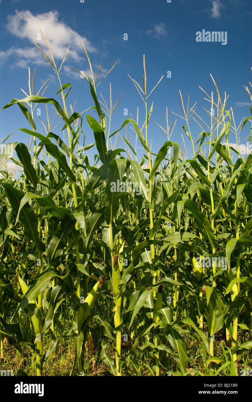 Indiana, corn,field hires stock photography and images Alamy