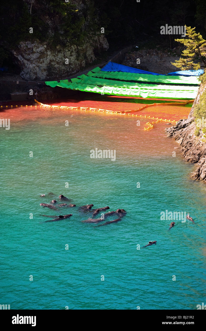 A pod of pilot whale dolphins swim in a sealed off area known as 'killer cove' just after a dolphin slaughter in Taiji, Japan Stock Photo