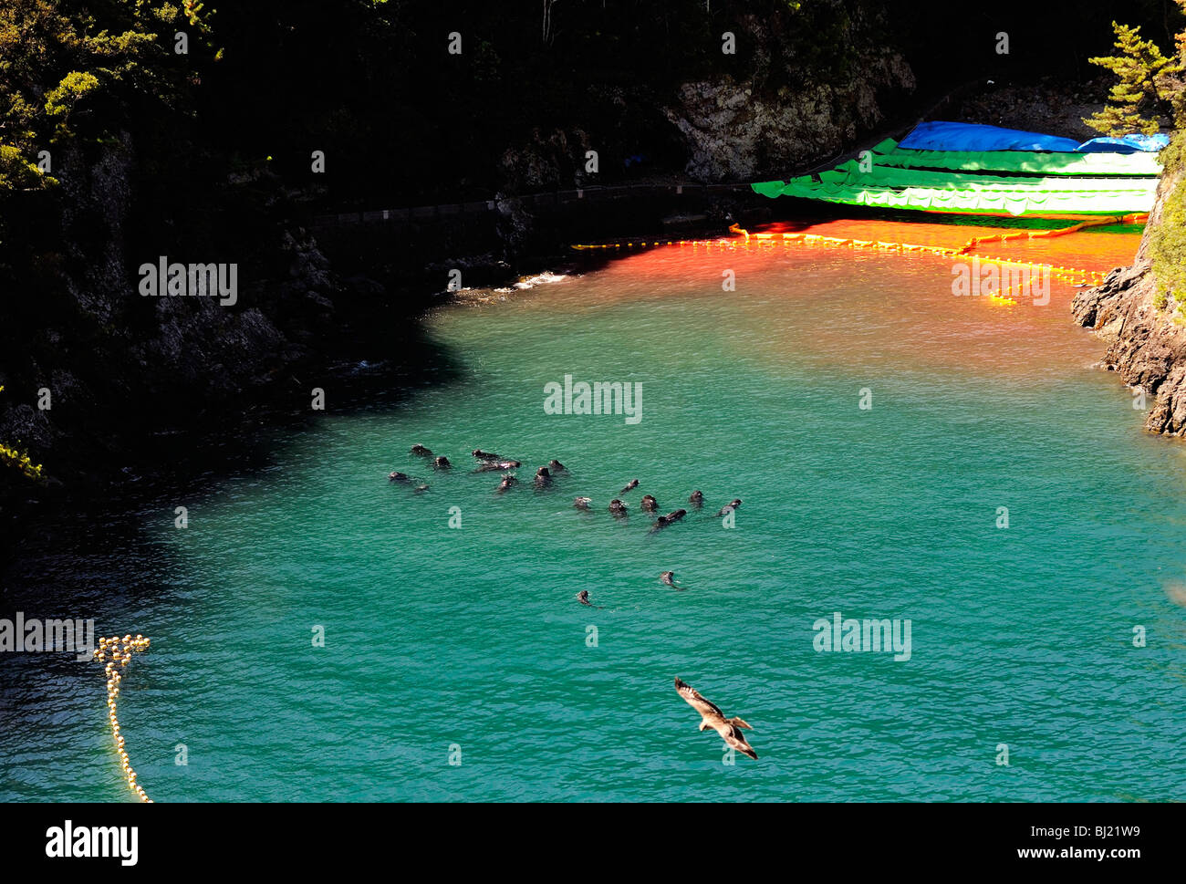 Dolphins swim near 'killer cove' in Taiji, Japan after the season's first slaughter Stock Photo