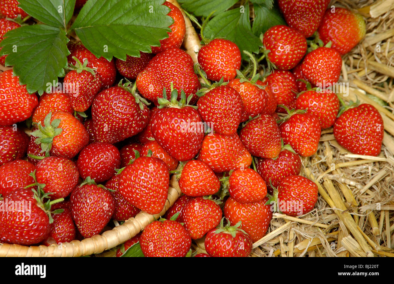 Strawberries On A Bed Of Straw High Resolution Stock Photography and