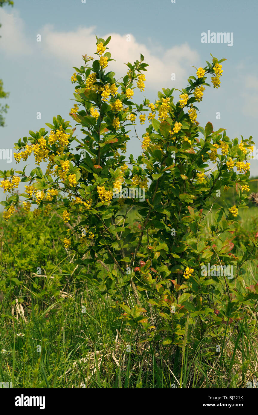 European Barberry (Berberis vulgaris), flowering bush. Stock Photo