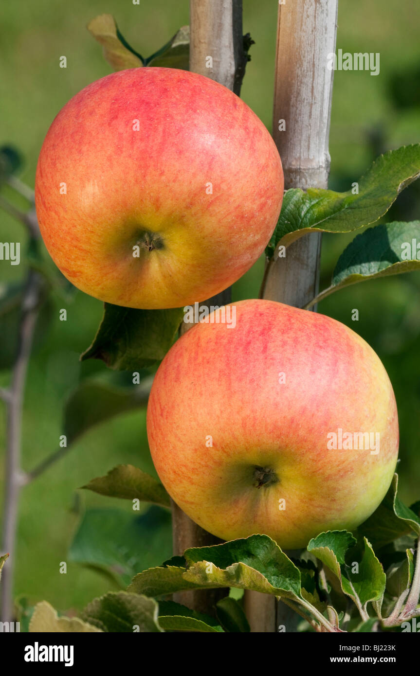 Domestic Apple (Malus domestica), variety: Freiherr von Berlepsch, apples on a tree. Stock Photo