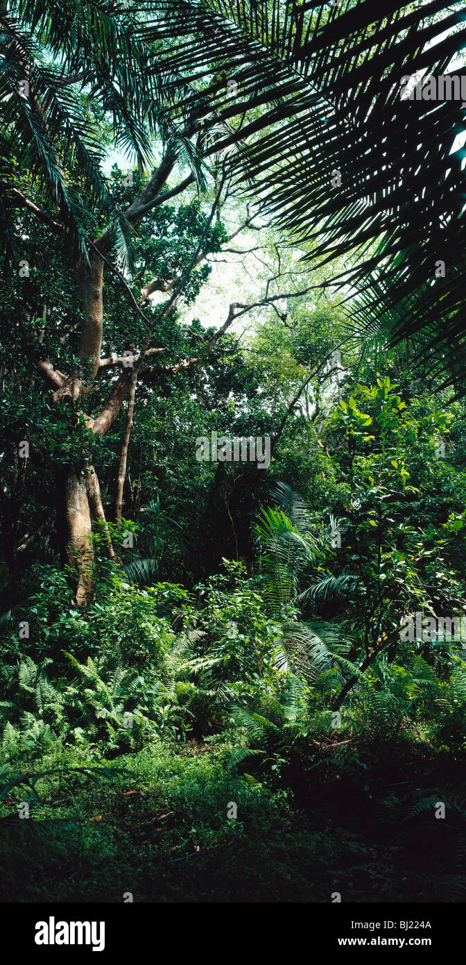 Tropical tropical rain forest hi-res stock photography and images - Alamy