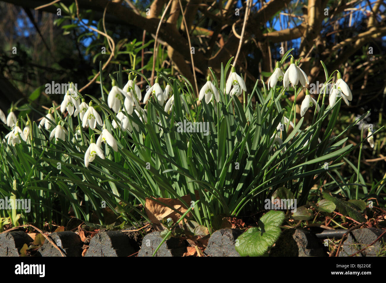 Snowdrops in Winter. Stock Photo