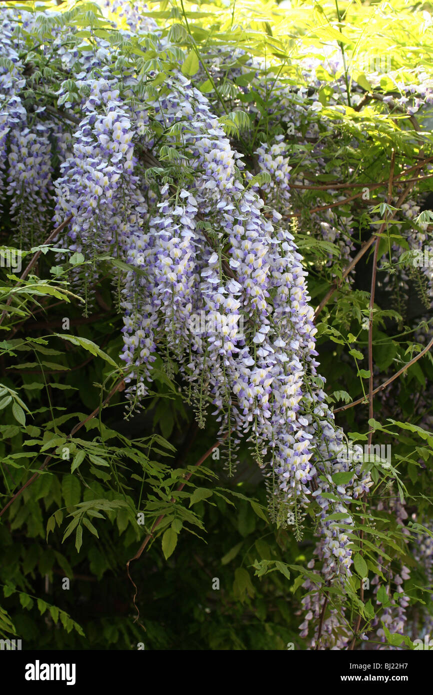 Chinese Wisteria (Wisteria sinensis), flowering. Stock Photo